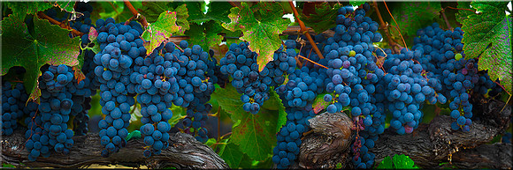 925 Wine Time